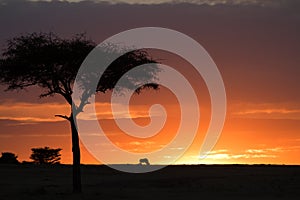Masai mara sunset