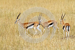 Masai Mara Thomson's Gazelles