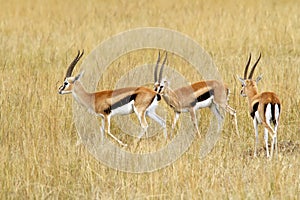 Masai Mara Thomson's Gazelles photo
