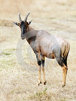 Masai Mara Topi