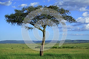 Masai Mara tree