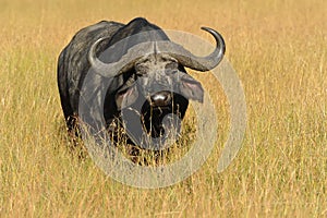 Masai Mara Water Buffalo