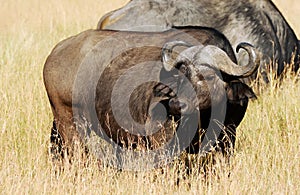 Masai Mara Water Buffalo photo