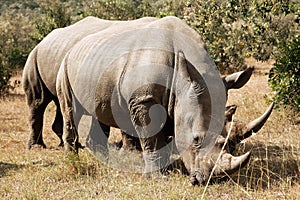 Masai Mara White Rhinoceros