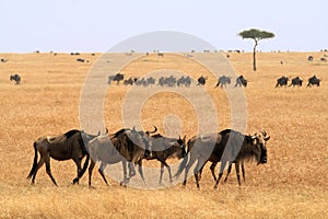 Masai Mara Wildebeast