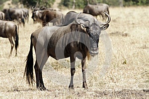 Masai Mara Wildebeest