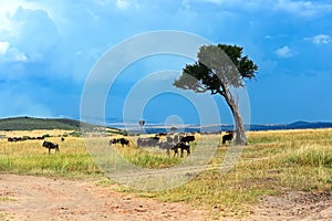 Masai Mara Wildebeest