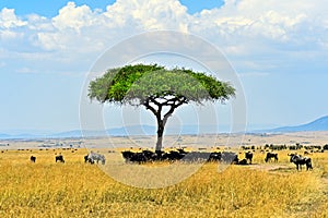 Masai Mara wildebeest