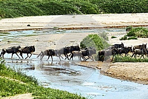 Masai Mara wildebeest