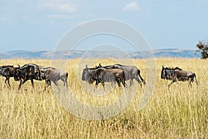 Masai Mara wildebeest