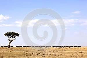 Masai Mara Wildebeest Migration