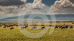 Masai Mara wildebeest migration in Tanzania,