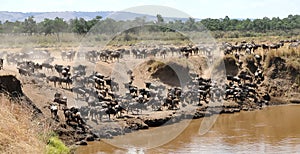 Masai Mara Wildebeests