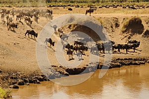 Masai Mara Wildebeests