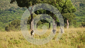 Masai Mara Wildlife, Cheetah Family Walking in Long Savanna Grass, Kenya, Africa, African Safari in