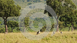 Masai Mara Wildlife, Cheetah Family Walking in Long Savanna Grass, Kenya, Africa, African Safari in