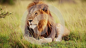 Masai Mara Wildlife of Male lion, Safari Animal in Maasai Mara National Reserve in Kenya, Africa, Be