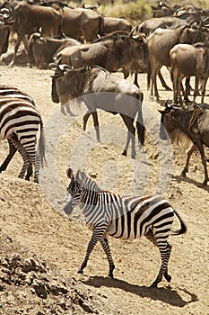 Masai Mara Zebra