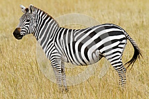 Masai Mara Zebra