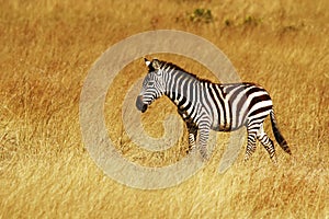 Masai Mara Zebra