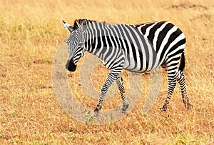 Masai Mara Zebra