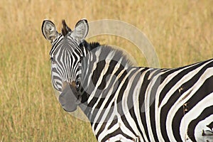 Masai Mara Zebra Portrait