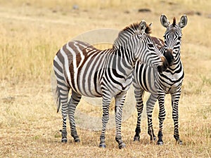 Masai Mara Zebras