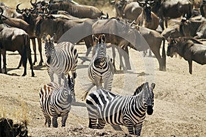 Masai Mara Zebras