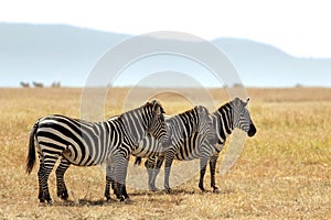 Masai Mara Zebras