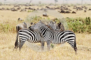 Masai Mara Zebras