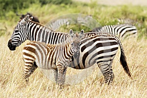 Masai Mara Zebras