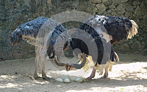 Masai Ostrich couple looking after their ostrich eggs.Large male and female ostrich . Common ostrich, Struthio camelus, big bird