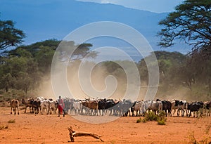 Masai shepherd with herd of cows