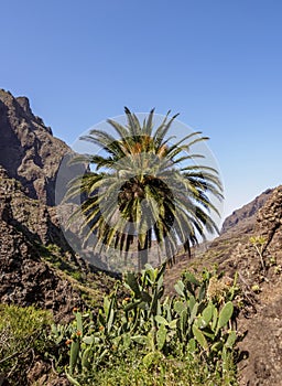 Masca Gorge on Tenerife Island