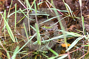 Mascarene grass frog, Ptychadena mascareniensis, Ambalavao, Andringitra National Park, Madagascar wildlife