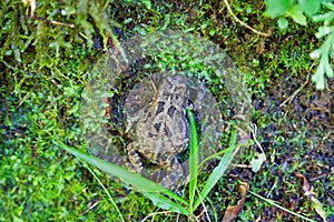 Mascarene grass frog photo