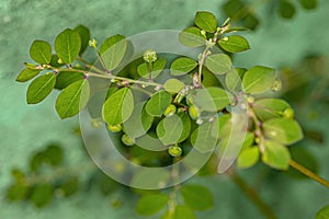 Mascarene Island Leaf-Flower Plant photo