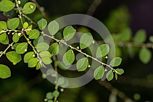 Mascarene Island Leaf-Flower Plant photo