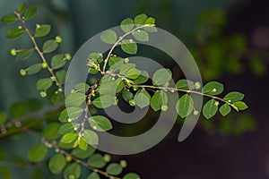 Mascarene Island Leaf-Flower Plant photo