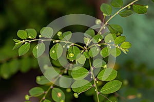 Mascarene Island Leaf-Flower Plant photo