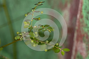 Mascarene Island Leaf-Flower Plant photo