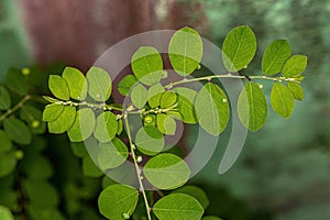 Mascarene Island Leaf-Flower Plant photo