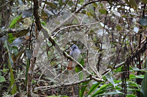 Mascarene Paradise Flycatcher Terpsiphone bourbonnensis bourbonnensis, a native subspecies of RÃÂ¨union island photo