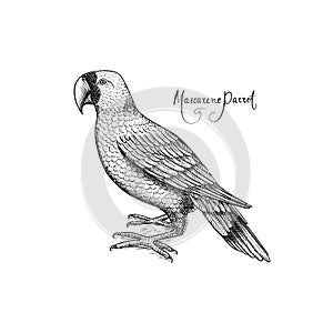 Mascarene parrot. Extinct bird. Engraved Hand drawn vector illustration in woodcut Graphic vintage style photo