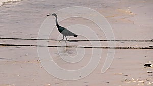 Mascarene reef heron catches fish