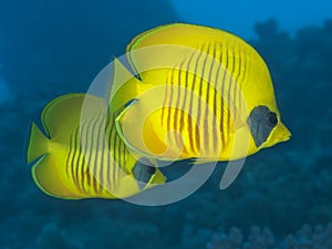 Mascked butterflyfish