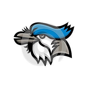 Mascot icon illustration of head of a blue jay Cyanocitta cristata, a passerine bird in the family Corvidae, native to North