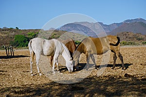 Horses are eating grass from the field in the village Mascota Jalisco Mexico. photo