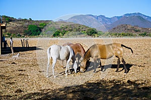 Mascota Jalisco Mexico, horses are grazing in the field in the morning. photo