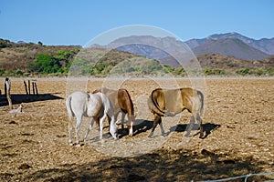 Mascota Jalisco Mexico, landscape where horses and nature are integrated. photo